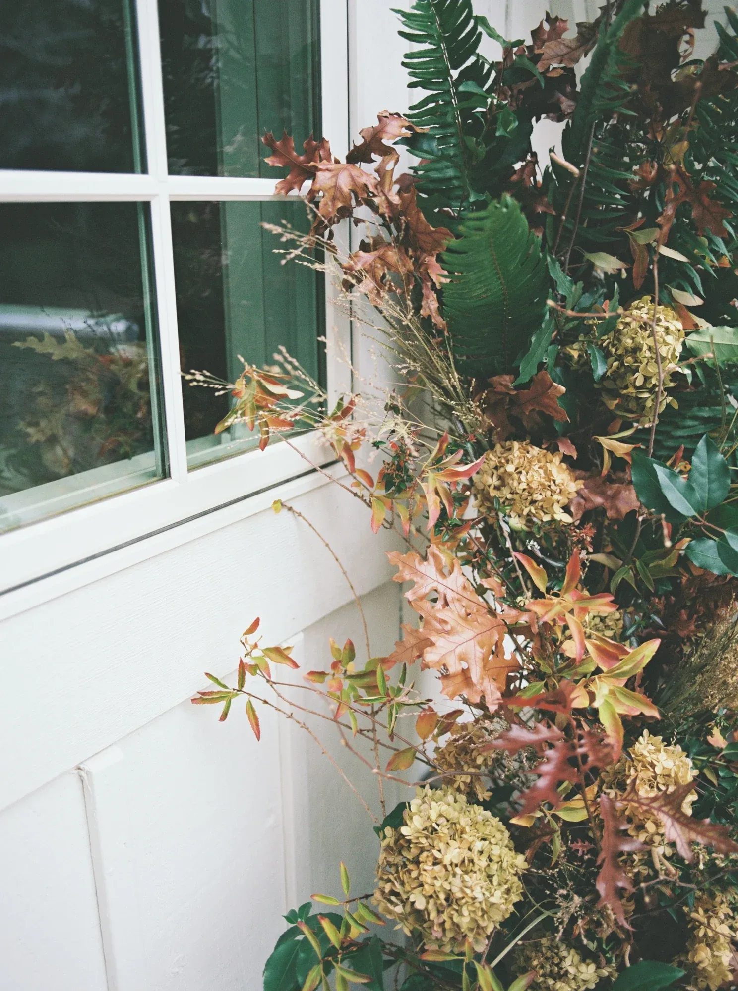 Autumnal hydrangea and branches climbing a white-painted wall beside a window
